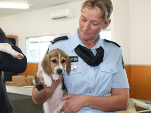 More than 40 MPI frontline staff graduated in Auckland this week following nearly seven weeks of operational training.