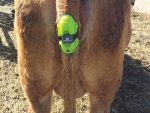 The Moocall device came about after farmer/inventor Niall Austin had a heifer in calving difficulties. 