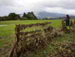 Farm hand Shanae Douglas clears fencing on John Reedy's farm in the Buller region. Photo Credit: Jules Anderson Photography.