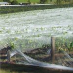 Tough grape year, outlook positive 