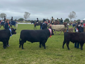 NZ Agricultural Show postponed