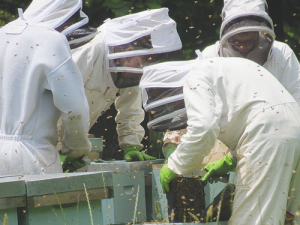 Apiculture NZ expects some rationalisation as the honey market downturn bites.