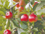 Apple company Rockit has plans to expand south and is currently identifying suitable land and growers in Canterbury and Nelson.