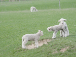 Milk replacers are crucial if you are preparing to rear lambs or goat kids in the upcoming season.