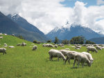 Rain Boosts Pasture Growth but Triggers Flystrike and Facial Eczema Risks
