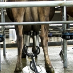 Fonterra eyes milk growth