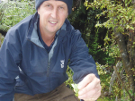 Waikato Regional Council’s Whitianga pest plant officer Benson Lockhart releasing the beetles.