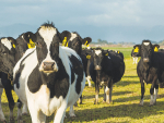 Farmers are being reminded to ensure their cattle are registered with NAIT after a farmer was fined $18,000 for failing to register 496 cattle.