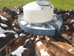 Feed inputs play a crucial role in the development, growth and well-being of young calves.