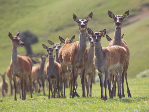 Under NAIT, all cattle or deer must be fitted with a NAIT tag and registered in the NAIT system by the time the animal is 180 days old.