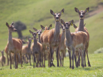 $14,000 fine for not registering 295 deer