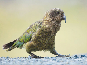 Dairy farmers are doing their bit to protect native birds, says DairyNZ.