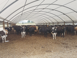 Allowing cows to eat at a set feeding pad helps to ensure that all animals have access to the same amount and quality of feed.