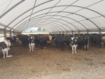 Managing feed, nutrition of your herd