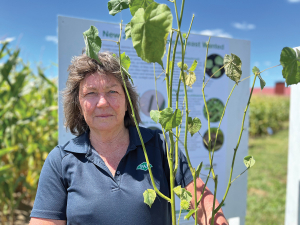 Velvetleaf Threat: North Island growers urged to stay vigilant
