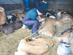 Using pain relief has benefits beyond improving welfare as calves recover faster and reach weaner weight sooner.