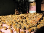 Italian Honey Bees