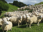 Lamb returns forecast to remain low