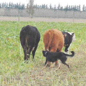 Cattle help could spell trouble