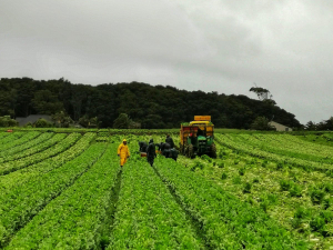 Vegetable land in Pukekohe. 