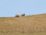 Parts of Hawke’s Bay are starting to turn brown and stock numbers have been cut to the minimum.
