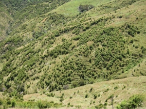 An example of manuka plantings which could be undertaken to aid natural reversion to stabilise land.