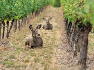 They may be beautiful, but deer create havoc in the vineyard.