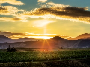 Falcon Ridge Estate vineyards were carefully designed, engineered and shaped via extensive earthworks, deep ripping and top soil replacement.