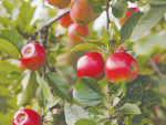 Rockit Global Limited is expanding its footprint with the first Rockit apples now growing in the South Island.
