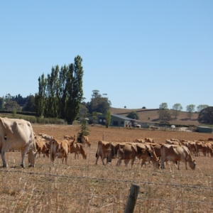 Drought declared for Buller, Grey