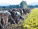 The project has found that farmers are increasingly using hill country forage crops and pastures to finish stock and that the increased erosion risk is being partly mitigated by farming practices.