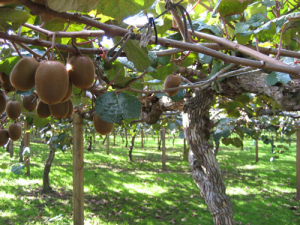 Hort farmers welcome trade deal signing