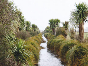 DairyNZ is working with farmers to improve riparian planting around waterways.