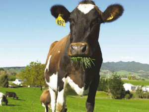 Grasses being developed by AgResearch scientists are expected to result in healthier animals, better production on the farm and less impact on the environment.