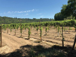 Replanting vines near a riparian boundary in Sonoma County.