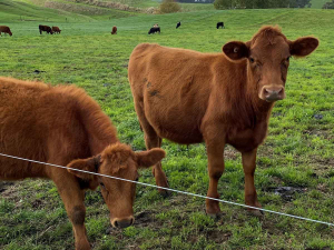 Jersey beef cows.