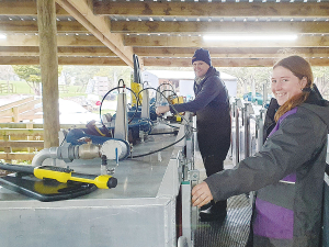 Kayleigh Forbes uses AgResearch’s trailer-mounted Portable Accumulation Chamber to measure methane emissions from sheep on the Waimai Romney farm, with the help of AgResearch senior technician Gerrard Pile. Supplied.