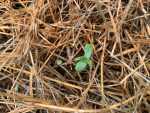Germinating hemp.