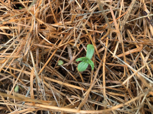 Germinating hemp.