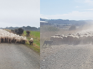 How fast it has changed: A composite photo of Westwood Farm hoggets - same mob on the same road - shows flooding in September 2021 and dust in March 2022. Photo supplied.