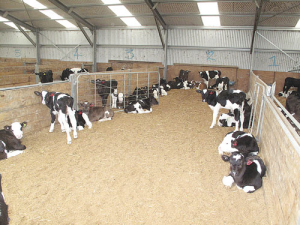 A clean calf shed helps reduce the spread of diseases.
