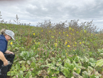 The velvetleaf was found on a dairy farm that both grows and purchases maize.