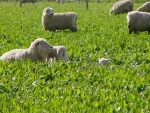 Sheep on herb pasture.