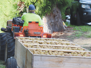 NZKGI chief executive Colin Bond says the kiwifruit industry needs to turn to automation.