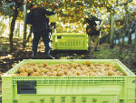 The approval means kiwifruit growers who become or are Zespri shareholders will be able to use their Zespri shares as security when applying for lending.