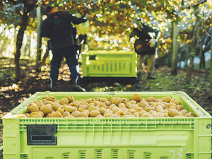 Westpac NZ Becomes First Bank to Accept Zespri Shares as Lending Security