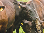 Pitfalls of dropping feed, not herd size