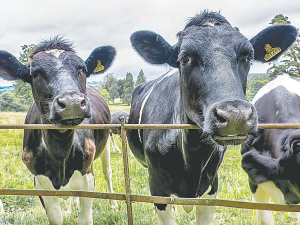 In New Zealand, most cows will have a dry period that is longer than 60 days, with many having a dry period longer than 100 days.