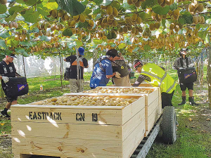 Export revenue for apples and kiwifruit is up by 18% on last year.