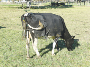 Cow wearing a urine sensor.